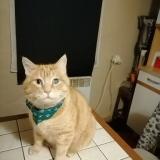 Picture of cat lost at Roquemaure