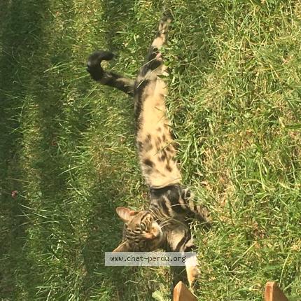 Photo 1/1 Sparrow Chat lost in Neuilly sur marne