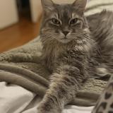 Picture of cat lost at Grenoble