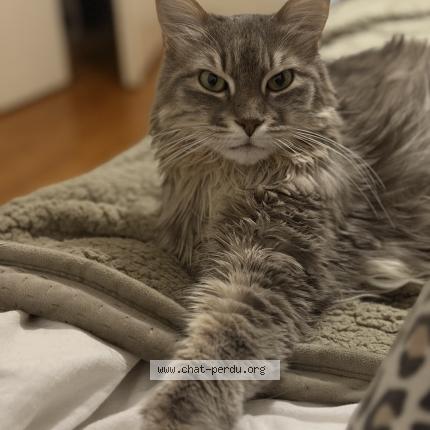 Photo 1/1 Pitah Chat lost in Grenoble