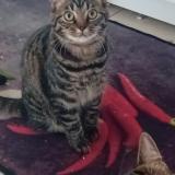 Picture of cat lost at Armbrouts Cappel