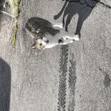 Picture of cat found at Meaux