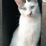 Picture of cat lost at Uchizy