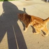 Picture of cat found at Charlieu