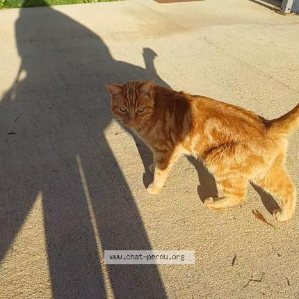 Photo 1/1 Cat reunited Found in Charlieu