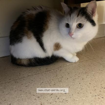 Photo 1/1 Nala Chat lost in Restigne