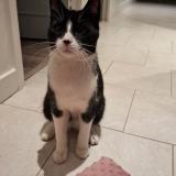 Picture of cat found at Ifs