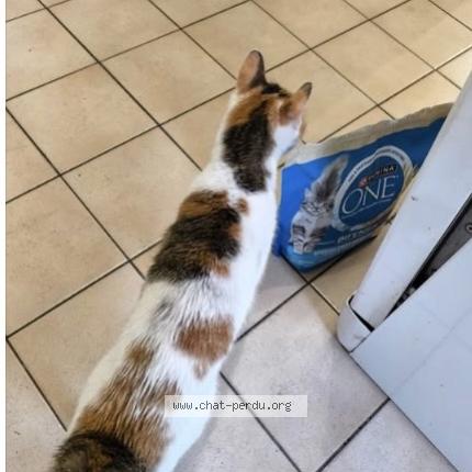 Photo 1/1 Nala Chat lost in Bondoufle