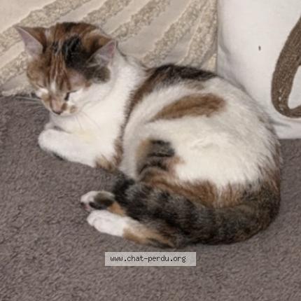 Photo 2/2 Nala Chat lost in Bondoufle