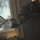 Picture of cat lost at Corcieux