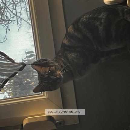 Photo 1/1 Shadow Chat lost in Corcieux