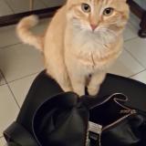 Picture of cat found at Saint Leger