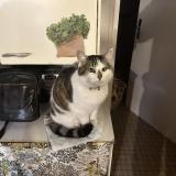 Picture of cat lost at Fresnay En Retz