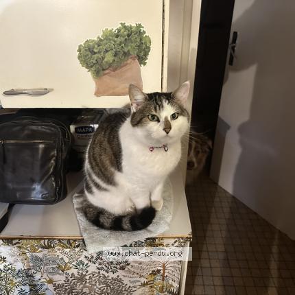 Photo 1/1 Minette Chat lost in Fresnay en retz