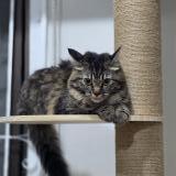 Picture of cat lost at San Juan