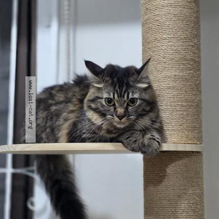 Photo 1/1 Kuromi Cat lost in San Juan
