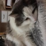 Picture of cat lost at Parthenay De Bretagne