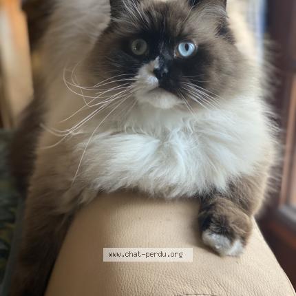 Photo 1/1 Orphy Chat lost in L ile bouchard