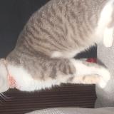 Picture of cat lost at Barneville Carteret