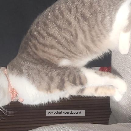 Photo 1/1 Cruz Chat lost in Barneville carteret