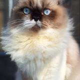 Picture of cat lost at Villepinte