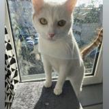 Picture of cat lost at Blois