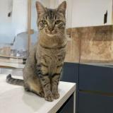 Picture of cat lost at Meyzieu