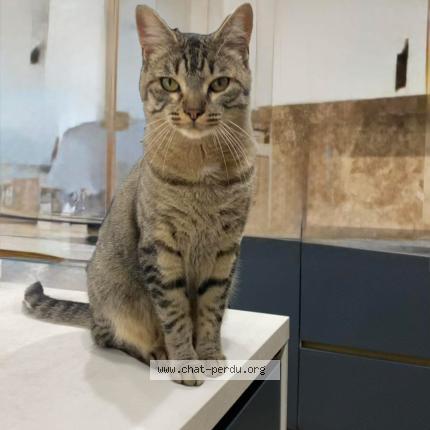 Photo 1/1 Miaou Chat lost in Meyzieu