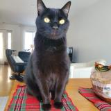 Picture of cat lost at Quebec