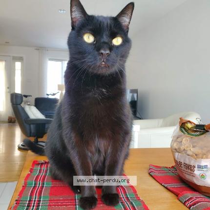 Photo 1/1 Bambou Chat lost in Quebec