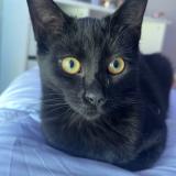 Picture of cat lost at Veyne