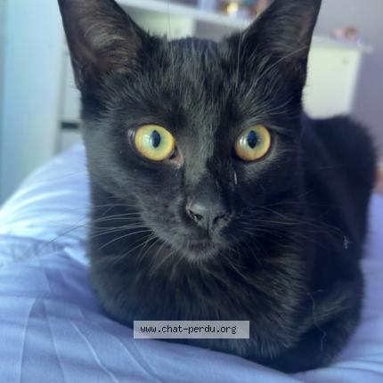 Photo 1/1 Acai Chat lost in Veyne