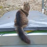 Picture of cat lost at Retheuil