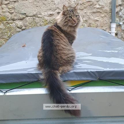 Photo 3/3 LOUP Chat lost in Retheuil