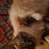 Picture of cat lost at Velaux