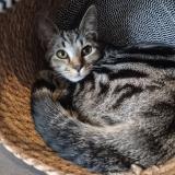 Picture of cat lost at Mont De Marsan