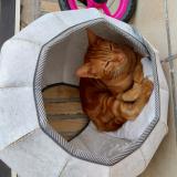 Picture of cat lost at Armentieres