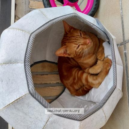 Photo 1/1 Churros Chat lost in Armentieres