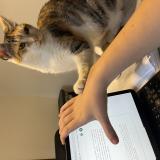 Picture of cat lost at Thann