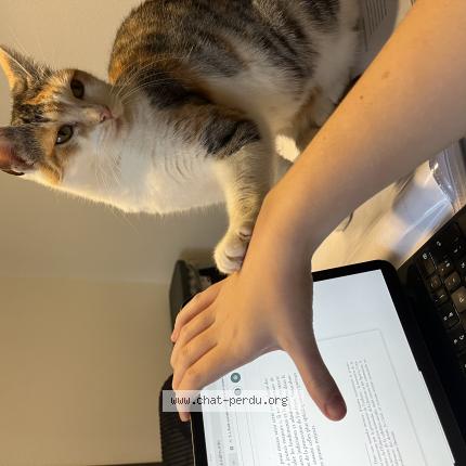 Photo 1/1 Moon Chat lost in Thann