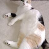 Picture of cat lost at Mackenheim