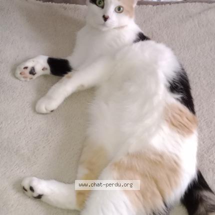 Photo 1/1 cookie Chat lost in Mackenheim