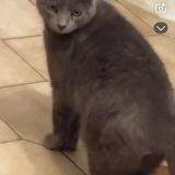 Picture of cat lost at Annay