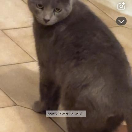 Photo 1/1 Bouba Chat lost in Annay