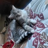 Picture of cat lost at Beauchene