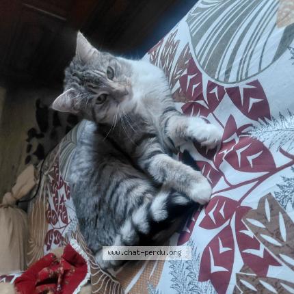 Photo 1/1 Violette Chat lost in Beauchene