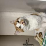 Picture of cat lost at Toulouse