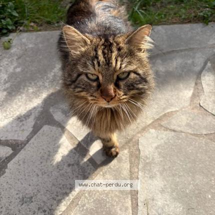 Photo 1/1 Found cat Found in La bedoule