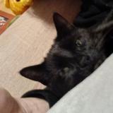 Picture of cat lost at Appeville Annebault