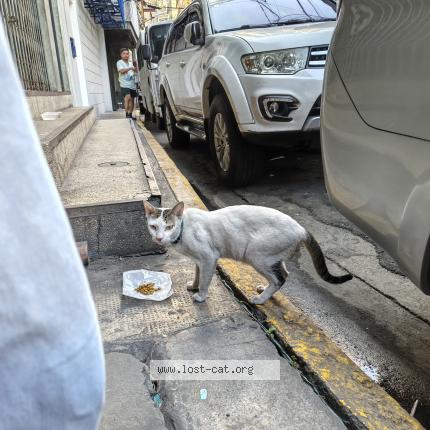 Photo 1/1 Found cat Found in Manila